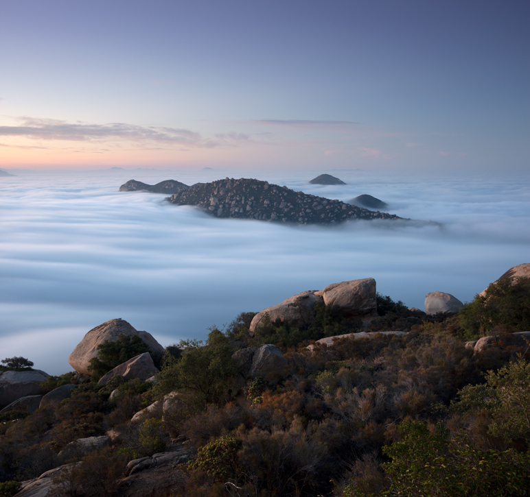Color photograph of trees in Lake Henshaw, San Diego