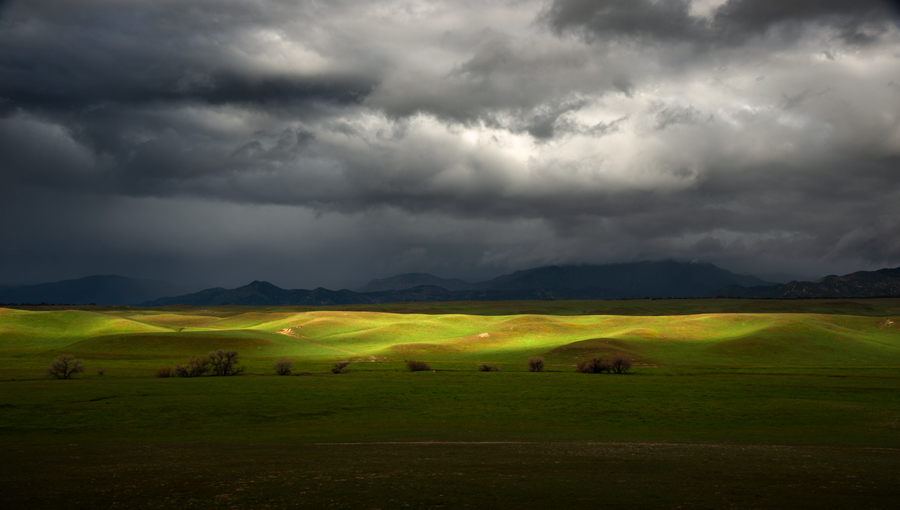 Color photograph of young trees in Lake Henshaw, San Diego