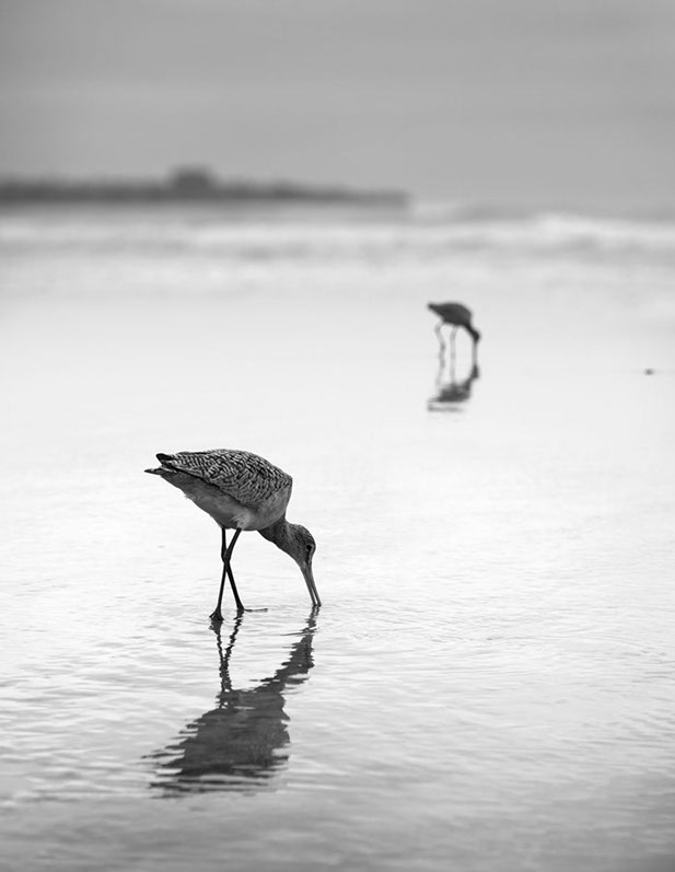 Black and white photo of birds along the shoreline of Torrey Pines, San Diego