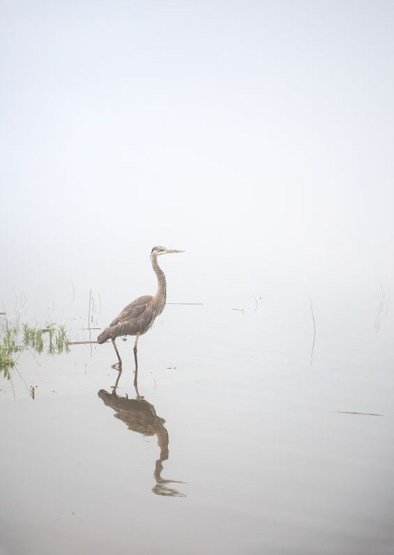 Black and white photo of three cows in Ramona, San Diego