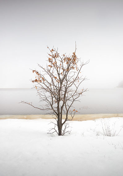 Black and white photo of three cows in Ramona, San Diego