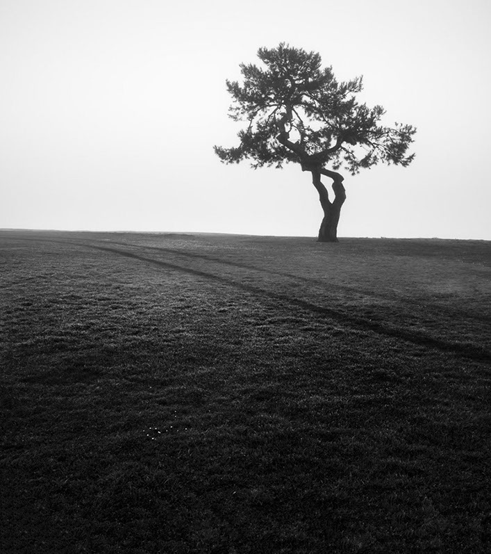 Black and white photo of a tree in Mission Bay, San Diego