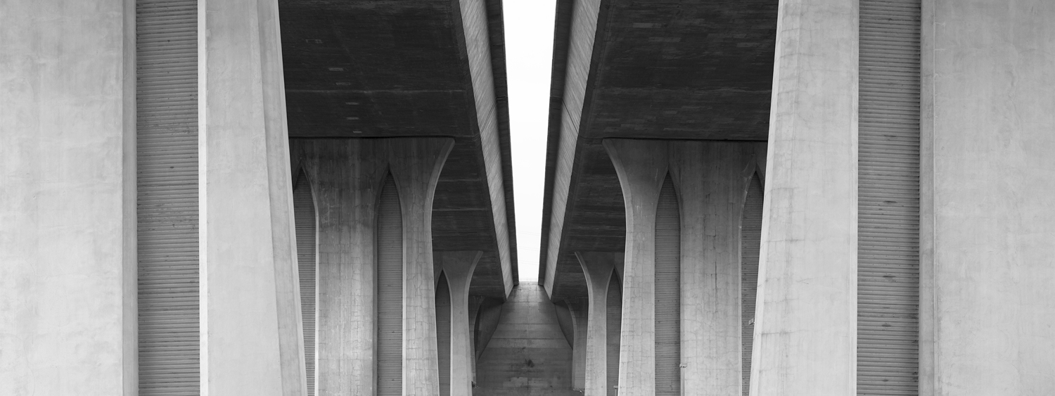 Black and white photo of three cows in Ramona, San Diego