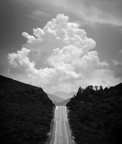 Black and white photo of three cows in Ramona, San Diego