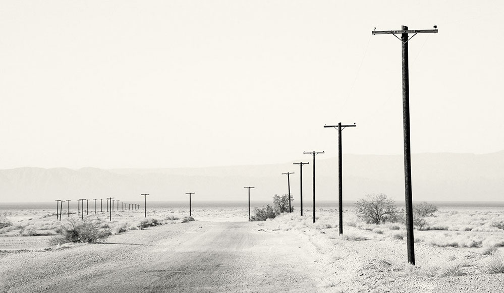 Black and white photo of three cows in Ramona, San Diego