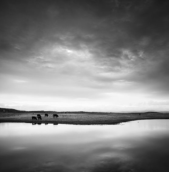 Black and white photo of three cows in Ramona, San Diego