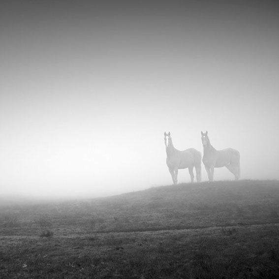 Black and white photo of two horses in a field in Ramona, San Diego