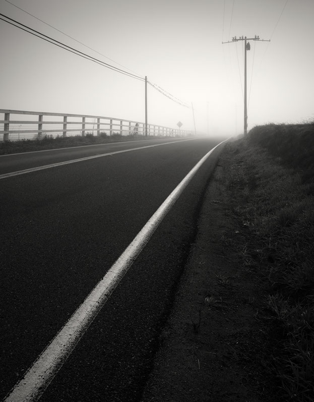 Black and white photo of three cows in Ramona, San Diego