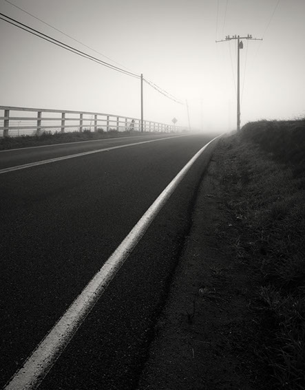 Black and white photo of three cows in Ramona, San Diego
