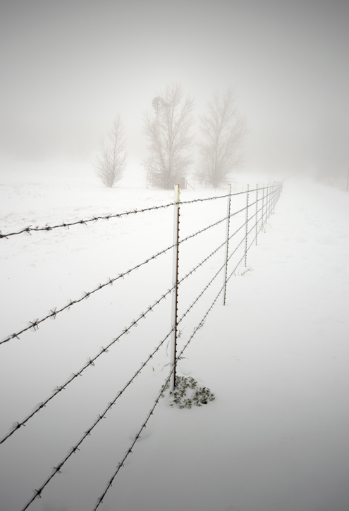 Black and white photo of three cows in Ramona, San Diego