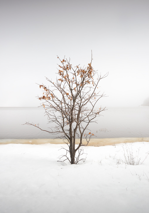 Black and white photo of three cows in Ramona, San Diego