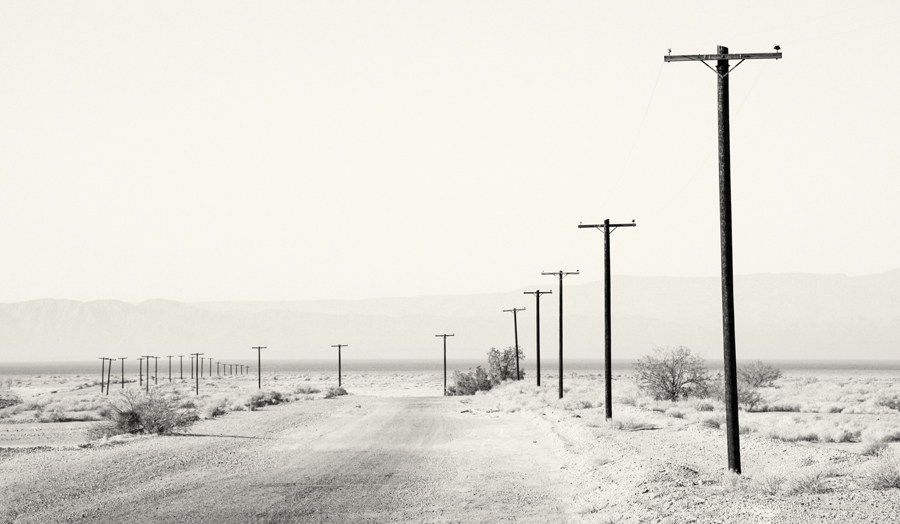 Black and white photo of three cows in Ramona, San Diego
