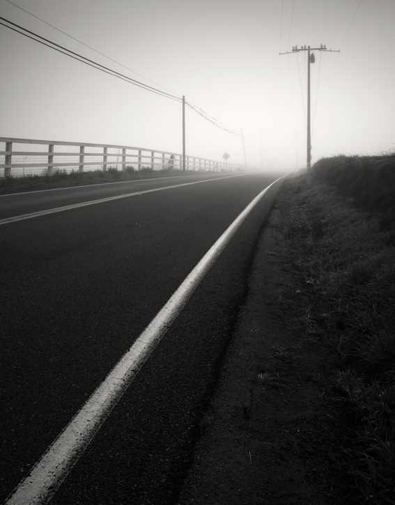 Black and white photo of three cows in Ramona, San Diego