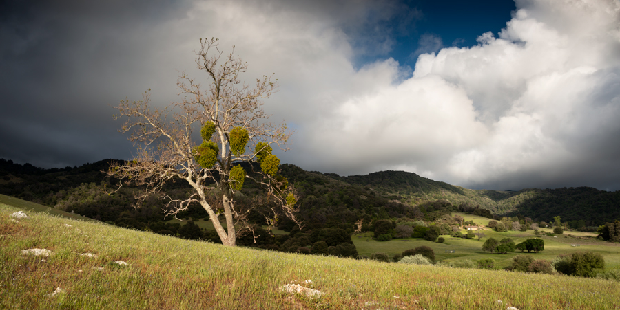 Color photo of boats and the Coronado Bridge in San Diego Bay